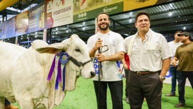 Photo of Feria Nacional Cebú vuelve a Córdoba después de 13 años y reúne a más de 2.200 ejemplares