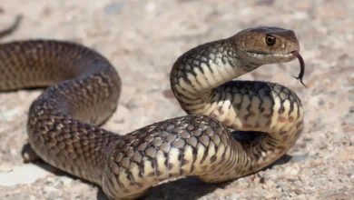 Photo of Joven se llevó un gran susto tras encontrarse de frente con una enorme serpiente en zona rural de Tierralta