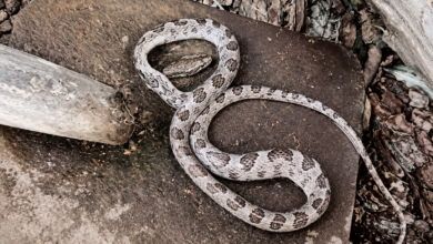 Photo of ¡Inesperada visita! serpiente cayó desde el techo a un aula de clases