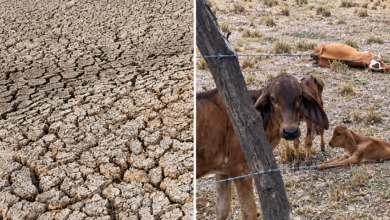 Photo of “Las vacas se desploman”: la fuerte sequía que golpea al campo del Atlántico