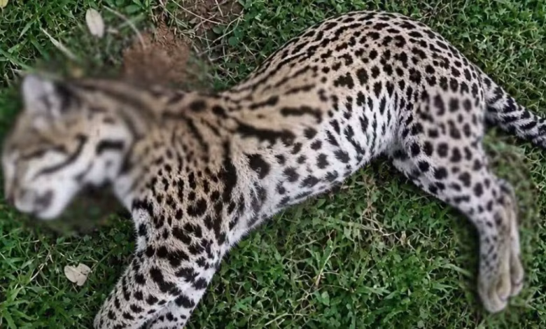 tigrillo