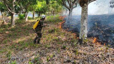 Photo of Tolima suma 270 incendios forestales y recibe $4.000 millones para atender la emergencia