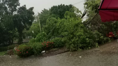 Photo of Vendaval tumbó árbol en la calle 36 con Circunvalar; no se reportaron heridos