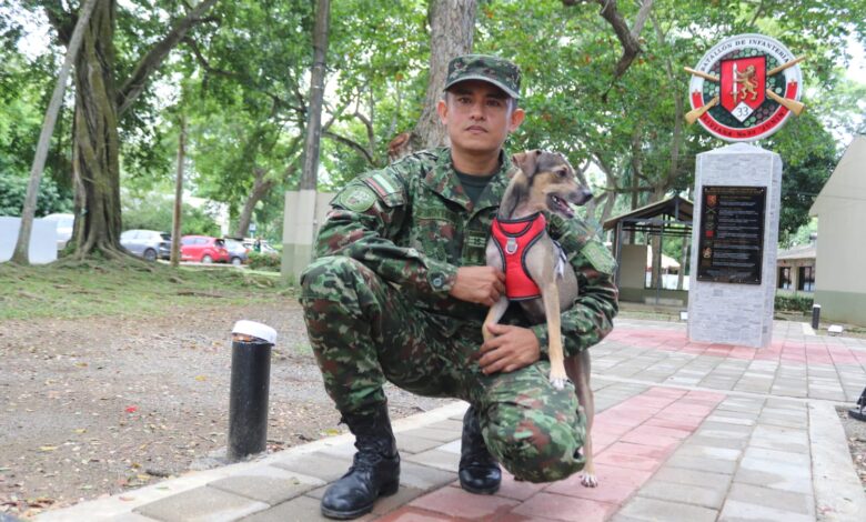 perrito