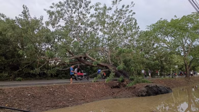 Photo of Árbol cayó frente a la UPB durante fuerte lluvia en Montería