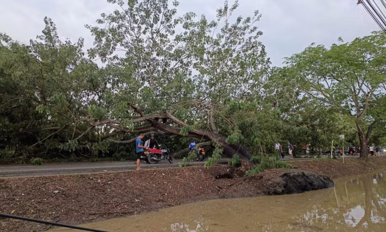 Árbol caído frente a la Universidad Pontificia Bolivariana en Montería.
