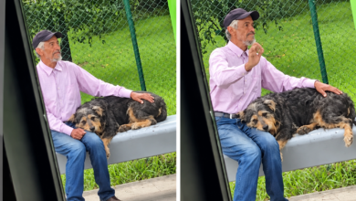 Photo of Adulto mayor quedó bajo la lluvia con su perro tras ser rechazado en un bus