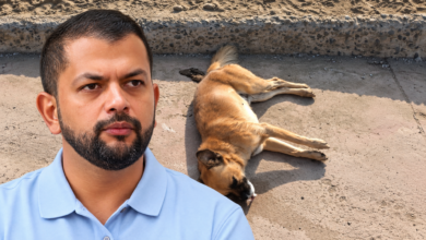Photo of Alcaldía de Cereté ofrece recompensa de hasta $10 millones por información sobre responsables de maltrato animal
